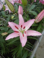 [1780 Sheila TL No01.JPG]